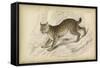 Felis Canadenis Lynx-null-Framed Stretched Canvas