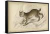 Felis Canadenis Lynx-null-Framed Stretched Canvas