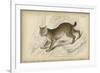 Felis Canadenis Lynx-null-Framed Art Print