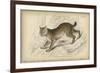 Felis Canadenis Lynx-null-Framed Art Print