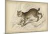 Felis Canadenis Lynx-null-Mounted Art Print