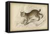 Felis Canadenis Lynx-null-Framed Stretched Canvas