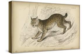 Felis Canadenis Lynx-null-Stretched Canvas