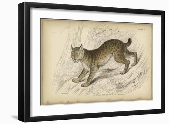 Felis Canadenis Lynx-null-Framed Art Print