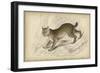 Felis Canadenis Lynx-null-Framed Art Print