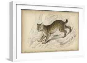 Felis Canadenis Lynx-null-Framed Art Print