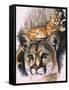 Felis Concolor Cory-Barbara Keith-Framed Stretched Canvas