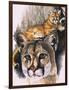 Felis Concolor Cory-Barbara Keith-Framed Premium Giclee Print