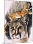 Felis Concolor Cory-Barbara Keith-Mounted Premium Giclee Print