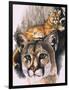 Felis Concolor Cory-Barbara Keith-Framed Premium Giclee Print