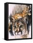 Felis Concolor Cory-Barbara Keith-Framed Stretched Canvas