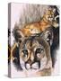 Felis Concolor Cory-Barbara Keith-Stretched Canvas