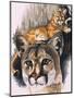 Felis Concolor Cory-Barbara Keith-Mounted Premium Giclee Print