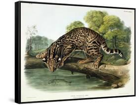 Felis Pardalis (Ocelot or Leopard-Cat), Plate 86 from 'Quadrupeds of North America', Engraved by…-John Woodhouse Audubon-Framed Stretched Canvas