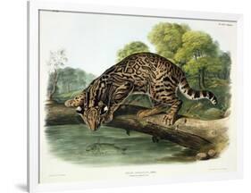 Felis Pardalis (Ocelot or Leopard-Cat), Plate 86 from 'Quadrupeds of North America', Engraved by…-John Woodhouse Audubon-Framed Giclee Print