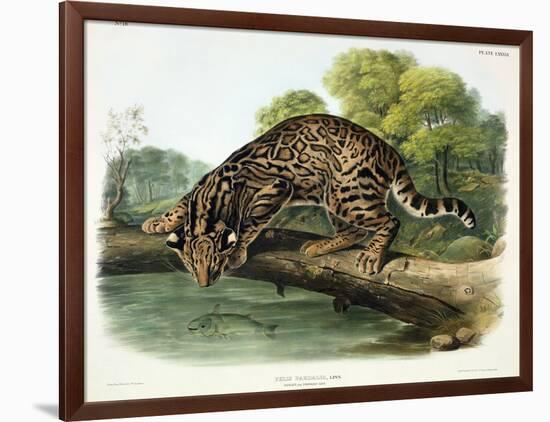 Felis Pardalis (Ocelot or Leopard-Cat), Plate 86 from 'Quadrupeds of North America', Engraved by…-John Woodhouse Audubon-Framed Giclee Print