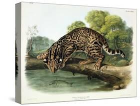Felis Pardalis (Ocelot or Leopard-Cat), Plate 86 from 'Quadrupeds of North America', Engraved by…-John Woodhouse Audubon-Stretched Canvas