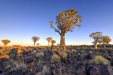 Dead Vlei, Dusk, the Namib-Naukluft National Park of Namibia-Felix Lipov-Photographic Print