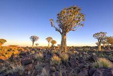 Quiver Tree Forest Outside of Keetmanshoop, Namibia at Dawn-Felix Lipov-Photographic Print