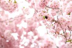 Bumblebee Sitting Between Blooming Cherry Blossoms-Felix Strohbach-Photographic Print