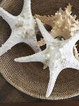 Starfish in a basket-Felix Wirth-Laminated Photographic Print