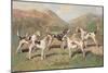 Fell Foxhounds-Thomas Ivester Llyod-Mounted Art Print