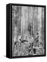 Felling a Blue-Gum Tree in Huon Forest, Tasmania, c.1900, from 'Under the Southern Cross -?-Australian Photographer-Framed Stretched Canvas