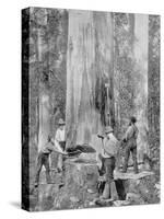 Felling a Blue-Gum Tree in Huon Forest, Tasmania, c.1900, from 'Under the Southern Cross -?-Australian Photographer-Stretched Canvas