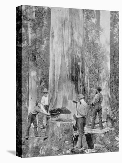 Felling a Blue-Gum Tree in Huon Forest, Tasmania, c.1900, from 'Under the Southern Cross -?-Australian Photographer-Stretched Canvas