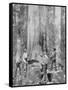 Felling a Blue-Gum Tree in Huon Forest, Tasmania, c.1900, from 'Under the Southern Cross -?-Australian Photographer-Framed Stretched Canvas