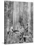 Felling a Blue-Gum Tree in Huon Forest, Tasmania, c.1900, from 'Under the Southern Cross -?-Australian Photographer-Stretched Canvas