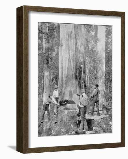 Felling a Blue-Gum Tree in Huon Forest, Tasmania, c.1900, from 'Under the Southern Cross -?-Australian Photographer-Framed Photographic Print