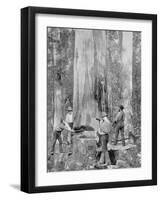 Felling a Blue-Gum Tree in Huon Forest, Tasmania, c.1900, from 'Under the Southern Cross -?-Australian Photographer-Framed Photographic Print