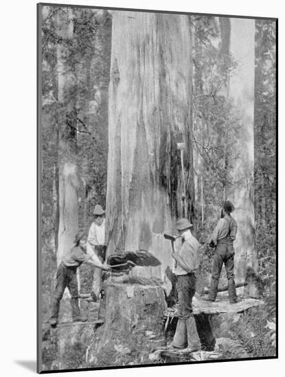 Felling a Blue-Gum Tree in Huon Forest, Tasmania, c.1900, from 'Under the Southern Cross -?-Australian Photographer-Mounted Photographic Print