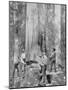 Felling a Blue-Gum Tree in Huon Forest, Tasmania, c.1900, from 'Under the Southern Cross -?-Australian Photographer-Mounted Photographic Print