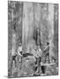 Felling a Blue-Gum Tree in Huon Forest, Tasmania, c.1900, from 'Under the Southern Cross -?-Australian Photographer-Mounted Photographic Print