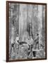 Felling a Blue-Gum Tree in Huon Forest, Tasmania, c.1900, from 'Under the Southern Cross -?-Australian Photographer-Framed Photographic Print