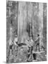 Felling a Blue-Gum Tree in Huon Forest, Tasmania, c.1900, from 'Under the Southern Cross -?-Australian Photographer-Mounted Photographic Print