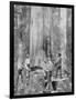 Felling a Blue-Gum Tree in Huon Forest, Tasmania, c.1900, from 'Under the Southern Cross -?-Australian Photographer-Framed Photographic Print