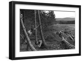 Felling Trees-null-Framed Photographic Print