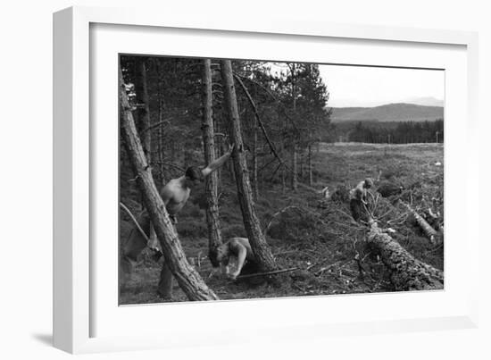 Felling Trees-null-Framed Photographic Print