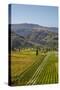 Felton Road Vineyard, Autumn, Bannockburn, Central Otago, South Island, New Zealand-David Wall-Stretched Canvas