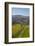 Felton Road Vineyard, Autumn, Bannockburn, Central Otago, South Island, New Zealand-David Wall-Framed Photographic Print