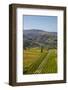 Felton Road Vineyard, Autumn, Bannockburn, Central Otago, South Island, New Zealand-David Wall-Framed Photographic Print