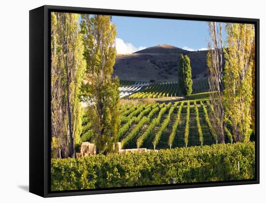 Felton Road Vineyard, Bannockburn, South Island, New Zealand-David Wall-Framed Stretched Canvas