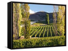 Felton Road Vineyard, Bannockburn, South Island, New Zealand-David Wall-Framed Stretched Canvas