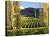 Felton Road Vineyard, Bannockburn, South Island, New Zealand-David Wall-Stretched Canvas