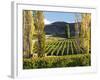 Felton Road Vineyard, Bannockburn, South Island, New Zealand-David Wall-Framed Photographic Print