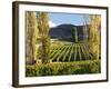 Felton Road Vineyard, Bannockburn, South Island, New Zealand-David Wall-Framed Photographic Print