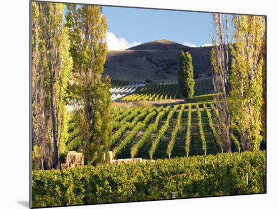 Felton Road Vineyard, Bannockburn, South Island, New Zealand-David Wall-Mounted Photographic Print